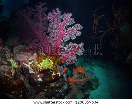 Soft coral, Red Sea, Egypt 