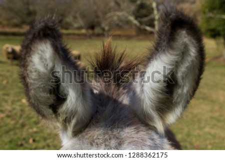 Donkey ears, Asturias.