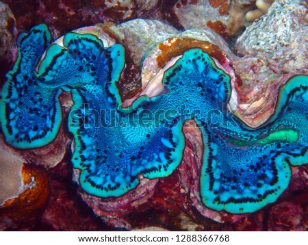 Giant clam, Tridacna, Fury Shoal, Red Sea, Egypt