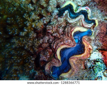 Giant clam, Tridacna, Fury Shoal, Red Sea, Egypt