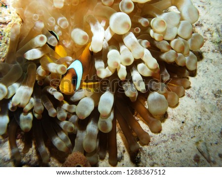 Red Sea Anemonefish, Fury Shoal, Red Sea Egypt 