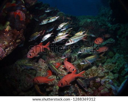 Blotcheye soldierfish, Fury Shoal, Red Sea, Egypt 