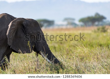 African elephant seen during wildlife Safari in Serengeti national park, Tanzania