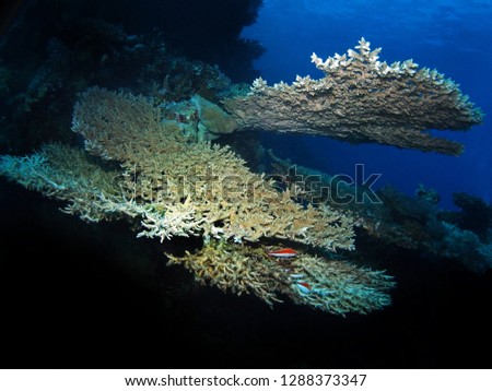Table coral, acropora, Fury Shoal, Red Sea, Egypt 