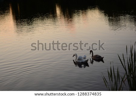 Two young swans swimming away into the loch during a sunset 