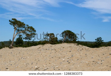 Sandy coastal zone with pine trees of Olkhon Island, Lake Baikal, Siberia. Summer landscape a sandy shore with big pebble and coniferous trees in heart Russia on Baikal lake.