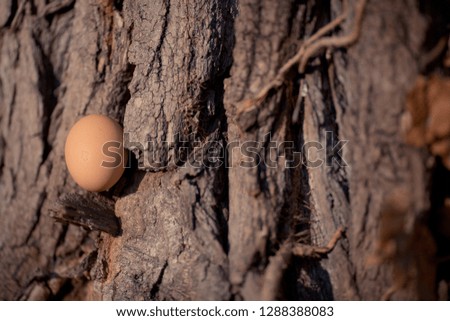 Brown hens egg on a wood. Concept