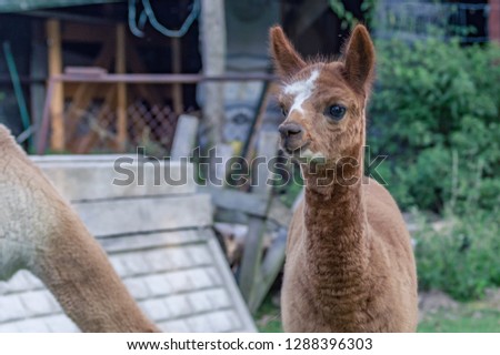 Cute little alpaca 
