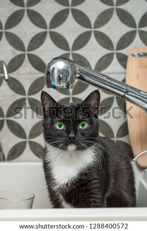 Black cat drinking water from a tap