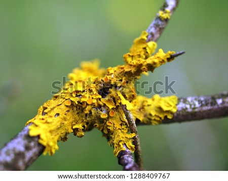 Common orange lichen (Xanthoria parietina) macro closeup. Other names: yellow scale, maritime sunburst lichen and shore lichen      
