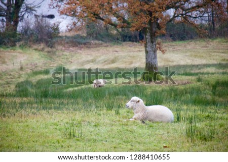 Ram lying in a field