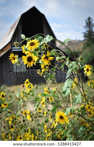 Abandoned barn and Brown Eyed Susan flowers nestled in the San Juan mountains outside of Pagosa Springs, CO at the onset of Fall.