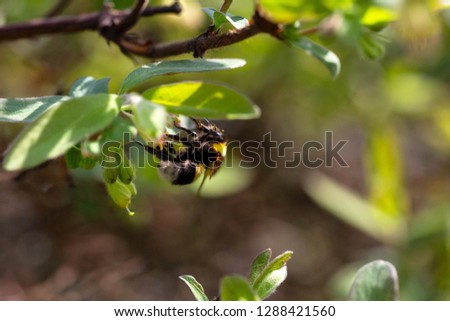 Bumblebee on a flower in a bright spring garden. Selective focus