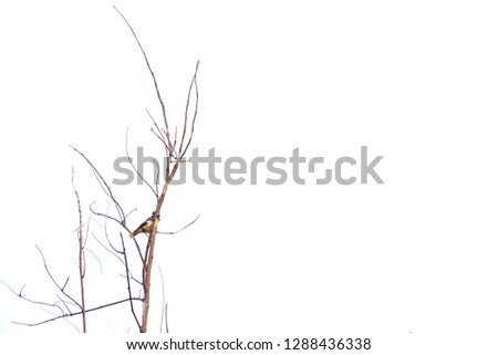 Brown dead tree branches with Asian local bird sitting on the top tree, white isolated background 