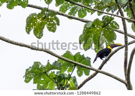Chestnut Mandibled Toucan in wild - Corcovado National Park, Costa Rica