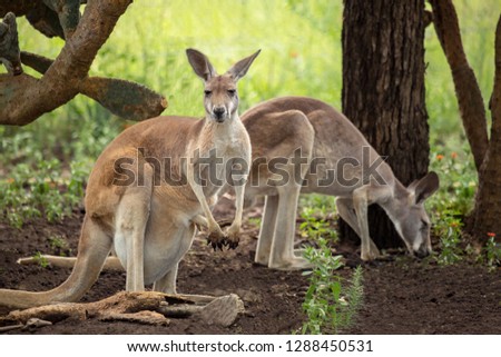 A kangaroo with black and white markings on its face - the trademark of a red kangaroo  (macropus rufus). The two kangaroos are standing in the shade of a tree. One kangaroo has a joey in its pouch. 