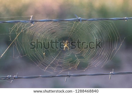 A spider wanders along its web stretched between strands of barbed wire fence.  The sunrise highlights the spider and its web.  