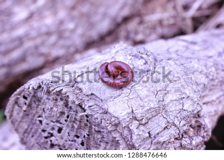 millipedes in a chunk of wood