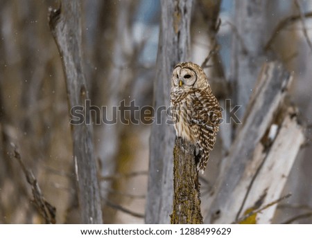 Barred owl perched in a boreal forest in mid winter, Quebec, Canada.