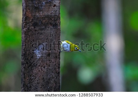 Yellow small bird distinctive white eyes ring Oriental White eye Zosterops palpebrosus perching on the tree side view,Bird feeding  nectar more active and moves quickly isolated over nature background