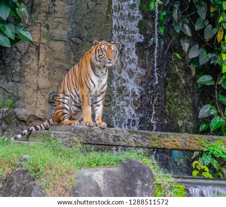 A portrait of a tiger by a waterfall.