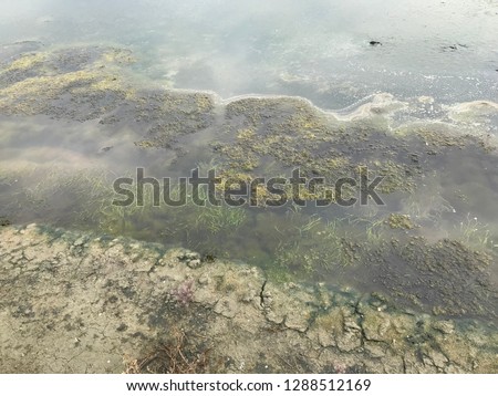 colorful algae and seaweed found in sea salt farm mangrove area in Thailand