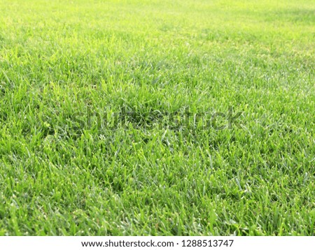 fresh green juicy grass on the garden lawn