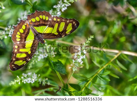 Big butterfly with beautiful scaly wings sitting on white flowers. 
Phoenix Arizona
13 July 2017 - Image

