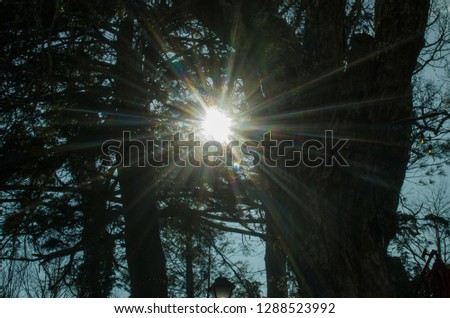 Sunburst / Sunflare through the trees 