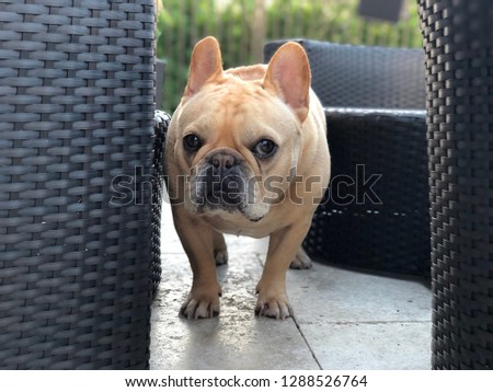 French bulldog sneaking around the patio furniture