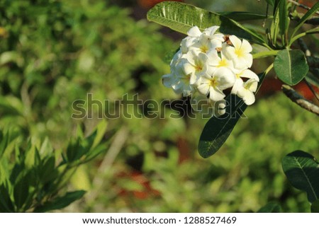 White Plumeria flowers on the tree and blur nature background