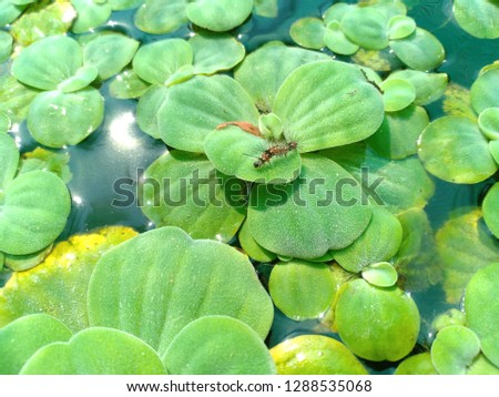 Insect on water leaf