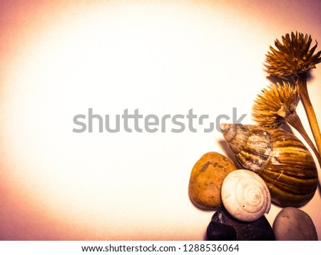 Shells, dried flowers, stones