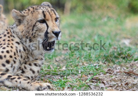 Cheetah roars in meadows