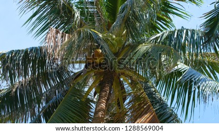 Coconut trees or palm tree. Royalty high-quality free stock photo image of coconut trees or palm tree with view up or bottom view in sunshine. Lush green foliage, coconut trees, sunlight upper view
