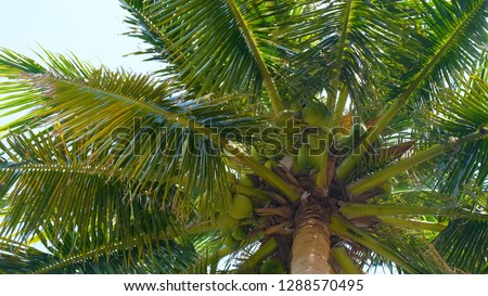 View up or bottom view coconut palm trees forest in sunshine. Royalty high-quality free stock photo image scenic view tall coconut palm tree with sun light in the forest when looking up blue sky