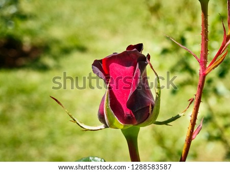 
Fantastic Black Magic Tantau rosebud , a deep dark red velvety rosebud with long stem , green and out of focus background
