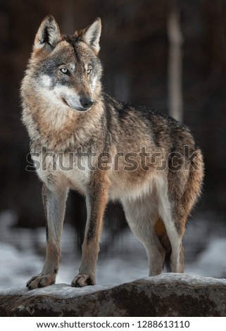 Eurasian wolf on rock