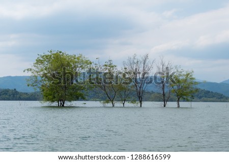 
View dam trees in the water 