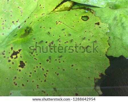 The little fish swimming on the lotus leaves.