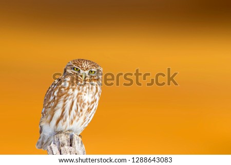 Cute little owl. Yellow orange nature background. Isolated owls: Little Owl. Athene noctua.