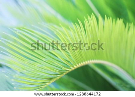 Natural blurred greenery tropic background with palm leaf. 