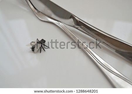 Concept of diet or worms: closeup of fly on plate