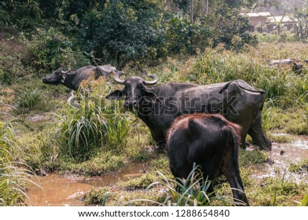 Many water buffaloes grazing near a jungle 
