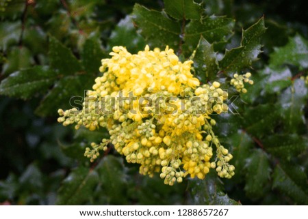 Beautiful yellow flowers gorgeous blossom floral with blue sky background in spring time