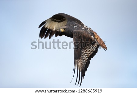 Close up of an Augur buzzard in flight, Ethiopia.