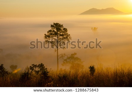 Morning sun in the middle of the national park forest