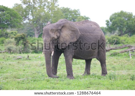 African elephant surrounded by green vegetation