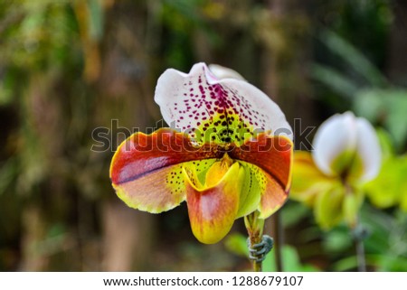 Paphiopedilum orchid flowers in the park, Thailand.