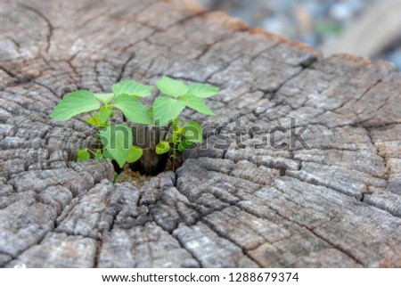 dead tree support new life, green plant growing on dead tree trunk, green plant on stump, Young plant growing on stump - with copy space